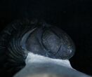Amazing Preserved Enrolled Phacops Trilobite #7136-1